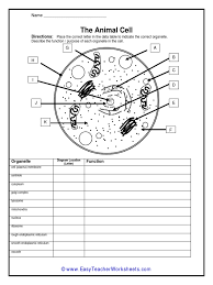 The animal cell easy teacher worksheets. 12 Pdf Pdf