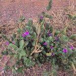 Image result for Justicia diclipteroides