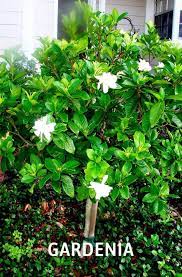 20 Best Beautiful Fragrant Flowers In The World In 2020 Gardenia Plant Fragrant Plant Beautiful Flowers Garden