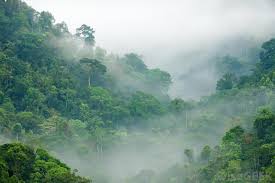 Different types of terrain such as open terrains, deserts, canyons, valleys, volcanos, rivers, forests, glaciers, hills, swamps, tundra, mountains, oasis, marches and oceans. What Is The Difference Between The Jungle And The Rainforest