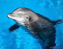 Which Animals Live On The Sea Floor With Pictures Animals Images Marine Animals Animals