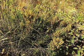 Image result for Aeschynomene cristata