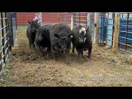 Facility Design Bud Box Cattle Handling Stockmanship Cattle Ranch Life Pet Care