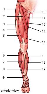 Human leg muscles diagram leg muscle chart gosutalentrankco. Free Anatomy Quiz Muscles Of The Lower Limb Anterior Locations Quiz 1