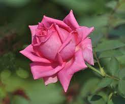 New and best 97,000 of desktop wallpapers, hd backgrounds for pc & mac, laptop, tablet, mobile phone. Gulab Ka Phool Wallpaper Check Out Gulab Ka Phool Beautiful Flowers Pretty Flowers Beautiful Roses