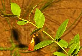 Image result for Halleria elliptica