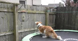 (i work at this company and was so happy i know, you're wondering how it affects my own dog. 8 Creative Ways To Keep Your Dog In The Yard