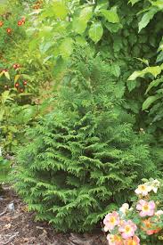 Soft Serve False Cypress Chamaecyparis Pisfera Plants Evergreen Plants Olive Garden Delivery