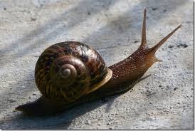 Organic Snail And Slug Control How To Kill Snails And Slugs Naturally North Coast Gardening