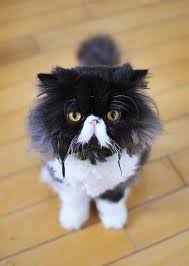 Black And White Persian Cat I Was Thirsty Black White Persian Persian Cat White Pretty Cats Kittens Cutest