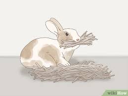 If you have never palpated before, it can be quite tricky, what you will try to do is feel the little embryos inside the uterus. How To Know If Your Rabbit Is Pregnant 10 Steps With Pictures