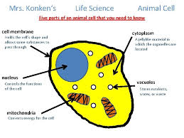 Learning the basic parts of the cell and their functions will help you understand how an animal cell works. More Info Life Science Animal Cell Five Parts