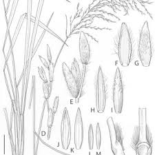 Image result for Homozeugos