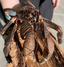 Coconut crab conservation in vanuatu. Coconut Crabs For Sale