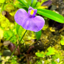 Image result for Utricularia formula