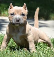 My pitbull puppies requires a home. American Pitbull Puppies Text 5865366712 Washington For Sale District Of Columbia Pets Dogs