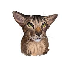 They are demanding of your time and do not do well when left alone for long periods of time. Oriental Shorthair Cat Portrait Isolated On White Digital Art Illustration Home Pet Portrait Kitten T Shirt Print Vet Stock Illustration Illustration Of Funny Clipart 168891529