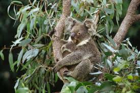 Koala Mother And Three Month Old Joey Resting In Tree Australia Poster Print By Koala Art Koala Art 14 48 End Date T Canvas Prints Poster Prints Koala