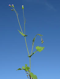 Image result for Emilia discifolia