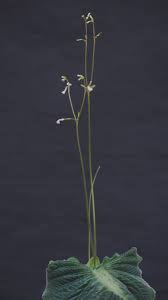 Image result for Streptocarpus confusus