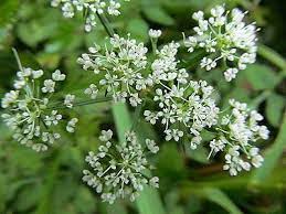 翼莖水芹菜 一花一木一世界 隨意窩xuite日誌 flowers herbs nature