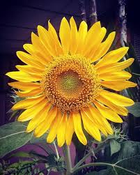This sunflower species is also used as wild bird food, as livestock forage (as a meal or a silage plant), in some industrial applications, and as an ornamental in domestic gardens. 20 Flowers Ideas Flowers Plants Plant Leaves