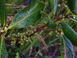 Image result for Myrsine