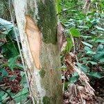 Image result for Thomandersia hensii