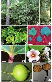 Image result for Vernicia