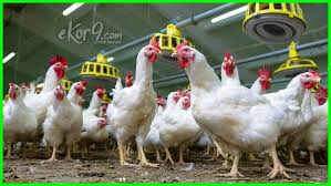 Apakah Ayam Pedaging Broiler Juga Bertelur Ayam Hewan Binatang
