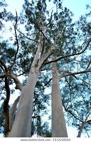 Image result for Eucalyptus saligna