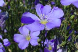 Image result for Linaceae