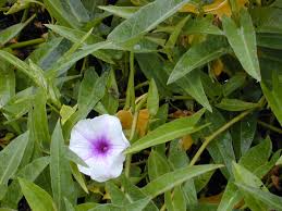 Image result for Ipomoea sinensis