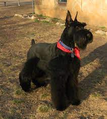 Handsome Draco Giant Schnauzer Breeders Giant Schnauzer Pup