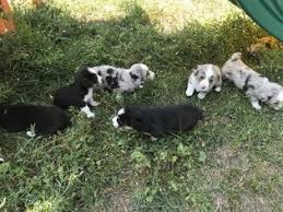 Find puppies for sale in dogs & puppies for rehoming | find dogs and puppies locally for sale or adoption in calgary : View Ad Aussie Corgi Litter Of Puppies For Sale Near Colorado Ignacio Usa Adn 91352