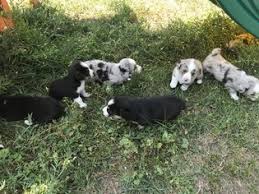 Amazing catahoula puppies for sale $300 (den > fort lupton) pic hide this posting restore restore this posting. View Ad Aussie Corgi Litter Of Puppies For Sale Near Colorado Ignacio Usa Adn 91352