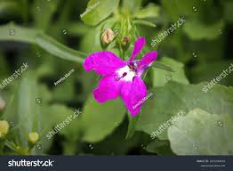 Image result for Barleria ameliae