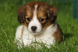 Kooikerhondje, welpe, 6 wochen, in liegestuhl / freistellbar. I Pinimg Com Originals Bb 32 Ac Bb32ac005fafa53