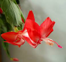Flower in the exotic garden of roscoff, in brittany. Thanksgiving Christmas Cacti Home Garden Information Center