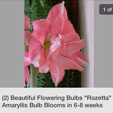 Amaryllis Rozetta Pink Peach Amaryllis Bulbs Amaryllis Bloom