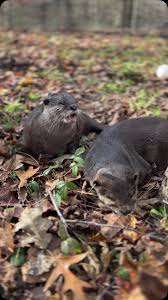 Maggie and Otis naps💖🦦😴