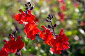 According to russia's red data book that documents rare and endangered flora and fauna, there are over 470 kinds of flowering plants alone that are currently endangered fortunately, there are more than 300 natural parks, reserves, and gardens across the country protecting what can be protected. Beautiful Red Flower Of Snapdragon Bunny Rabbits Or Antirrhinum Majus Close Up In The Flower Garden On Sunny Spring Day By Elena Yurchenko Photo Stock Snapwire