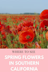 Spring Flowers In California Where To See In 2020 Carlsbad Flower Fields Spring Flowers California Travel