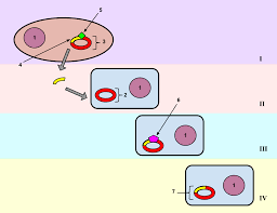 Insertions are identified by what is inserted and where. Transformation Genetics Wikipedia