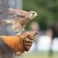 A Visit from the Illinois Raptor Center
