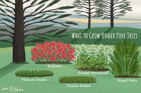 Landscape Under Pine Trees Backyards Landscape Under Pine Trees Pine Garden Growing Grass Backyard Trees