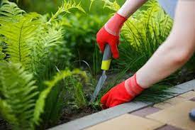 Are you struggling with cannabis pests? Natural Vs Chemical Weed Control Arizona Weed Control