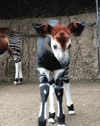 This person peeking their head out of their bath. Baby Giraffe Sticking Tongue Out Gif