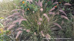 Image result for Cenchrus setaceus