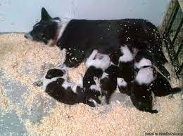 She is very shy with humans, but has done. Purebred Border Collies For Sale In Denver Colorado Classified Americanlisted Com